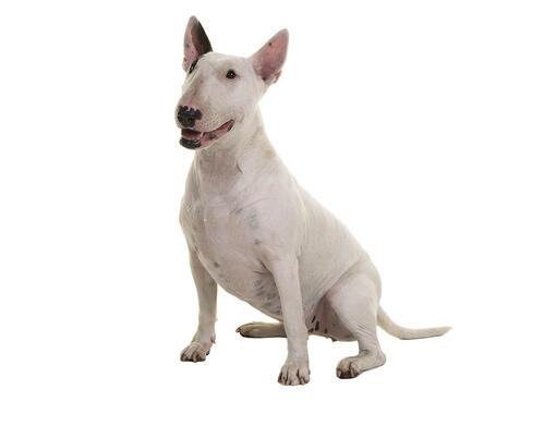 Bull terrier store breeds of dogs